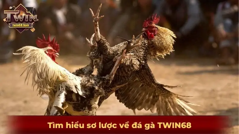 Tìm hiểu sơ lược về đá gà TWIN68