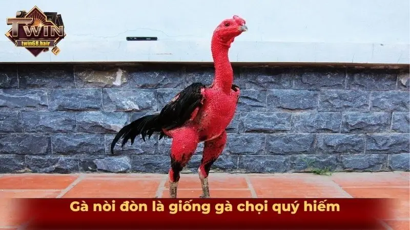 Gà nòi đòn là giống gà chọi quý hiếm